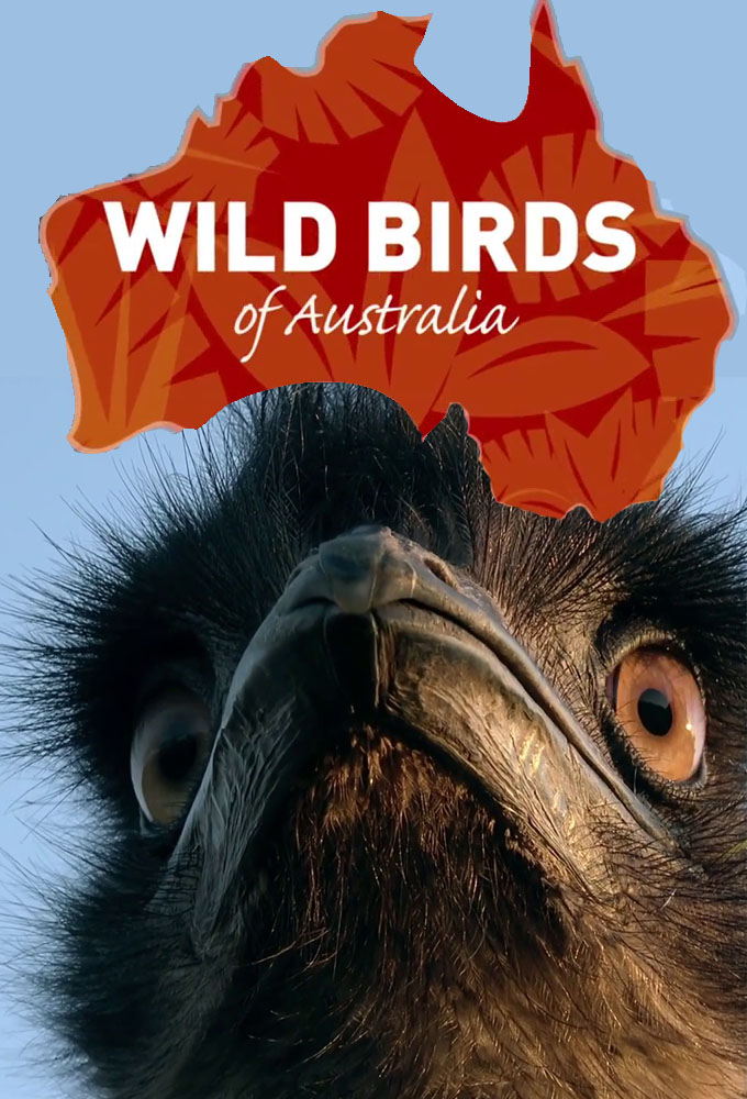 Chim Hoang Dã Của Australia