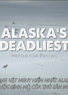 Động Vật Nguy Hiểm Nhất Alaska